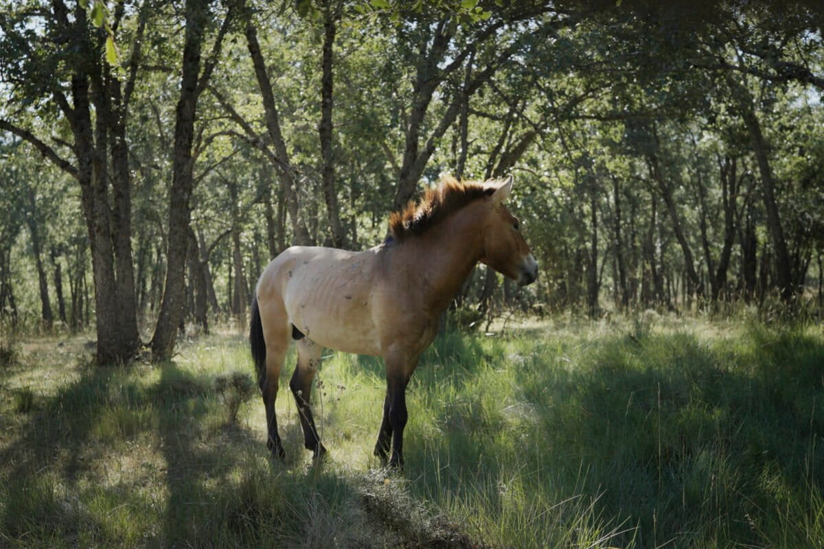 Rewilding project aims to restore resilience to fire-prone Spain via wildlife
