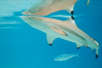A blacktip reef shark. Image by Charles J. Sharp via Wikimedia Commons (CC BY-SA 4.0).