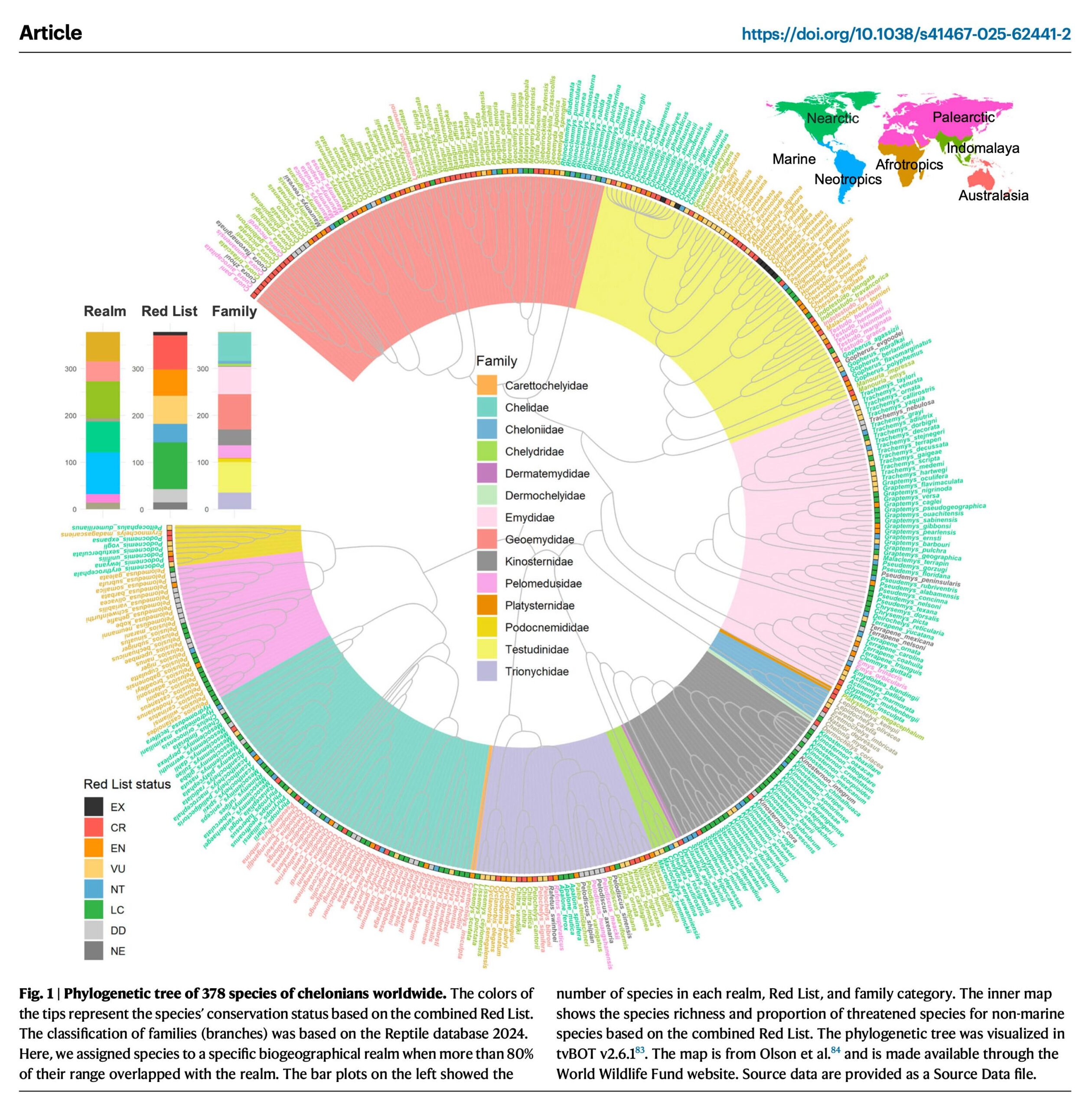 Phylogenetic tree of 378 species of chelonians worldwide. Image courtesy of Chen et al,. 2025, (CC BY-NC-ND 4.0).