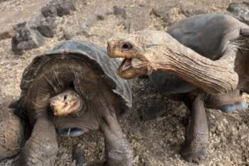 Giant Galápagos tortoises. Image by Rhett A. Butler/Mongabay.