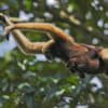 Hoolock gibbons in Bangladesh.