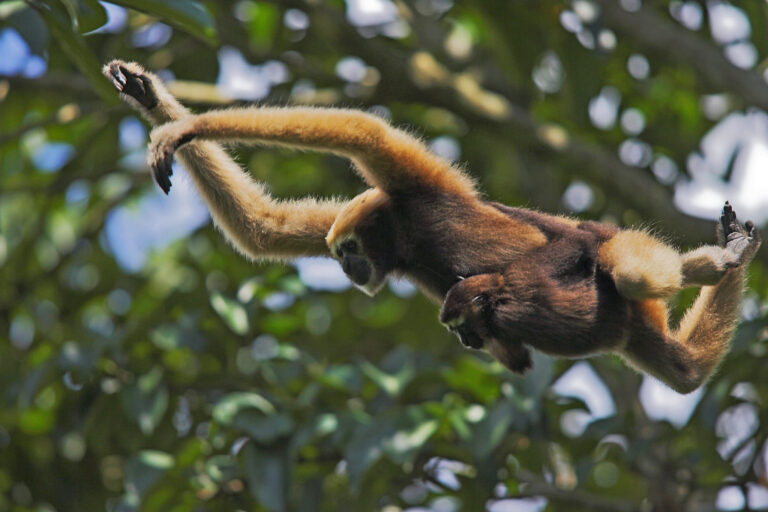 Hoolock gibbons in Bangladesh.