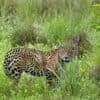 The jaguar nicknamed Gaia, who died when her Pantanal habitat burned. Image courtesy of Ricardo Martins / Caiman Ecological Refuge.