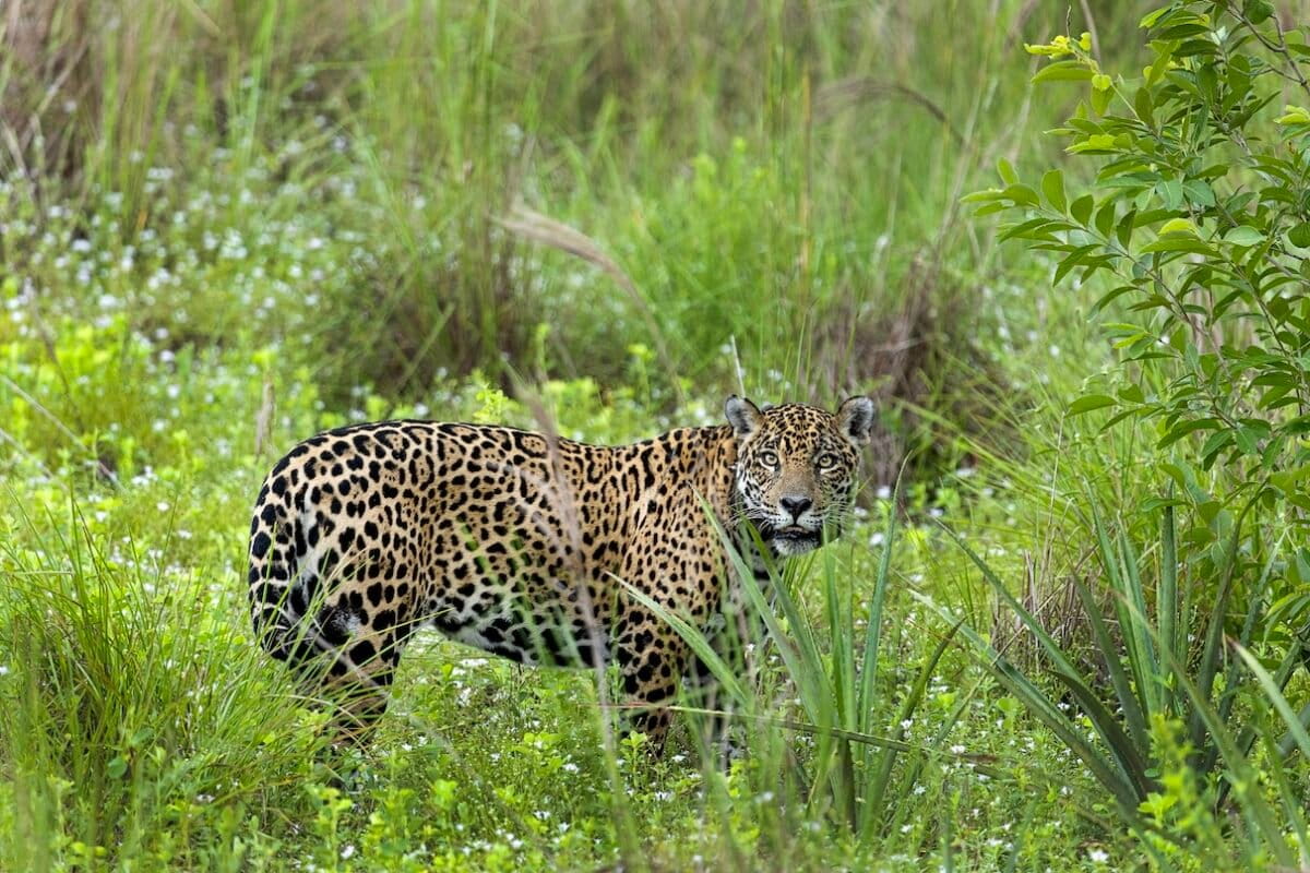 Climate negotiations must begin to prioritize conservation of wetlands like Brazil’s Pantanal (commentary)