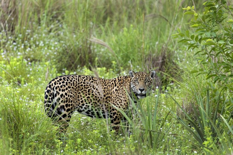 The jaguar nicknamed Gaia, who died when her Pantanal habitat burned. Image courtesy of Ricardo Martins / Caiman Ecological Refuge.