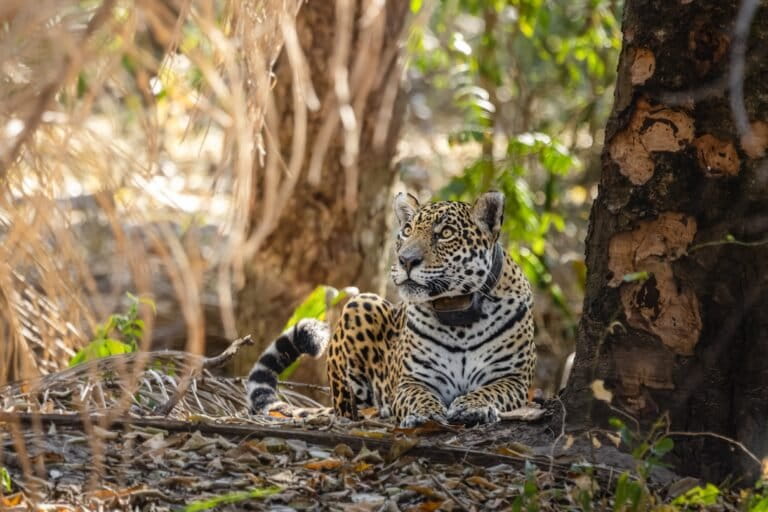 The jaguar nicknamed Gaia, who died when her Pantanal habitat burned. Image courtesy of Lucas Morgado / Caiman Ecological Refuge.