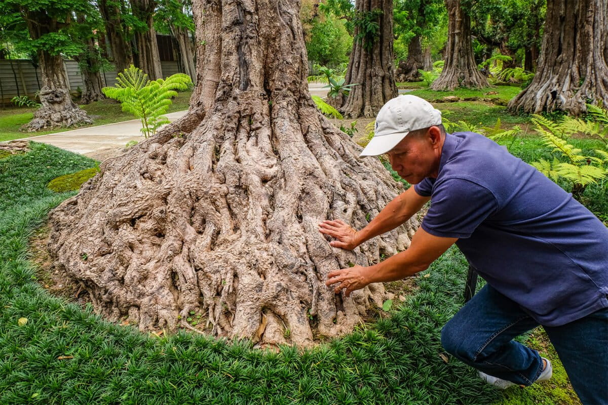 3-Mr-Thanacharoenrot-points-out-an-unusual-root-system