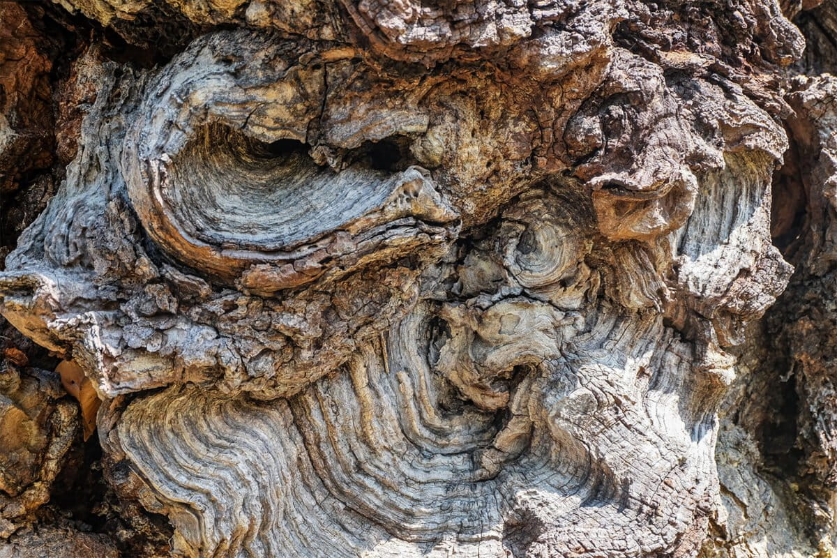 11-Contorted-patterns-in-the-bark