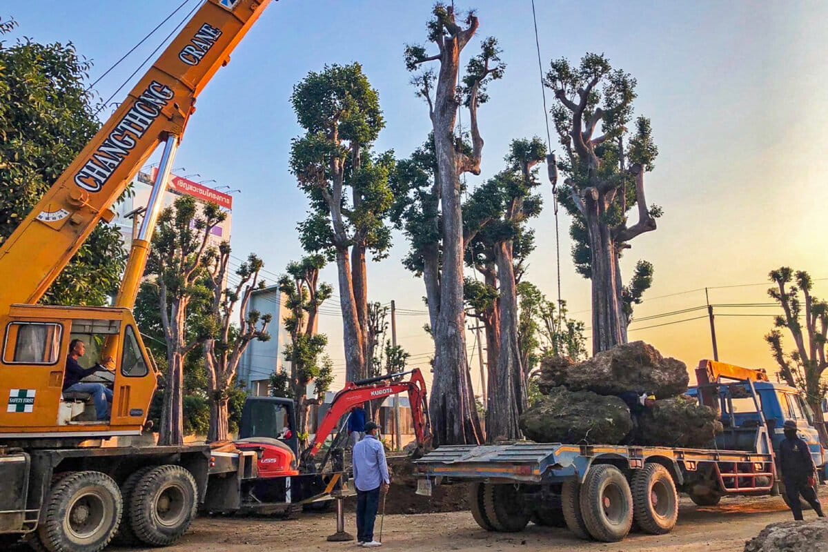21-Transporting-the-trees