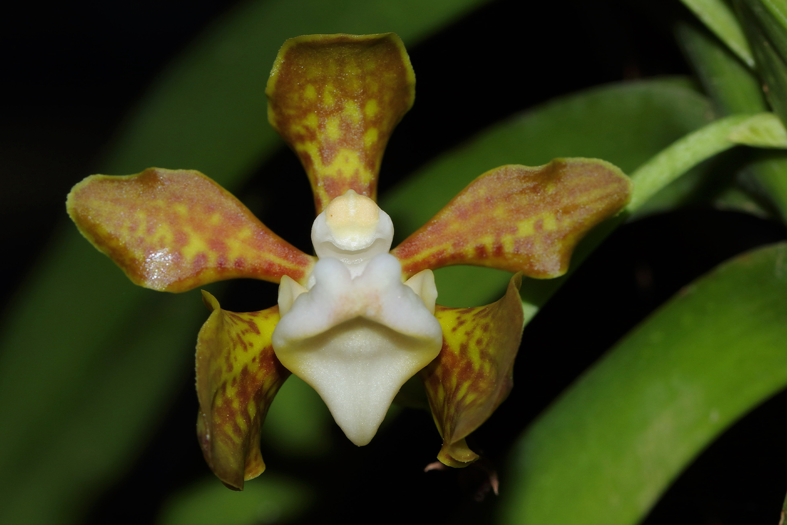Vanda thwaitesii flower