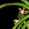 Flowers and leaves of the Vanda thwaitesii.