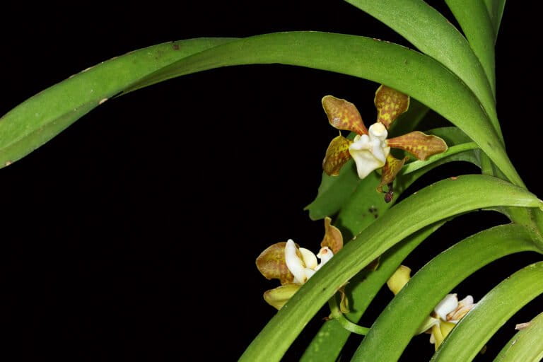 Flowers and leaves of the Vanda thwaitesii.