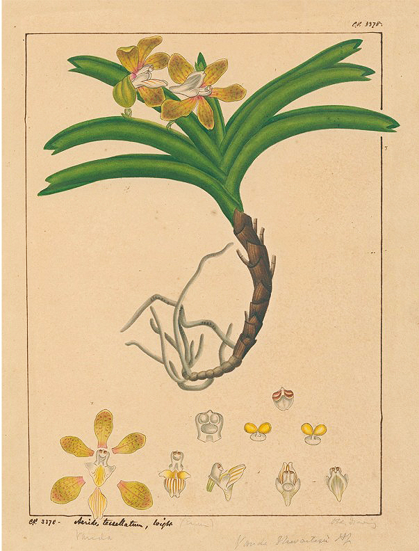 A detailed drawing of V. thwaitesii by Haramanis de Alwis was used to describe the orchid 160 year ago