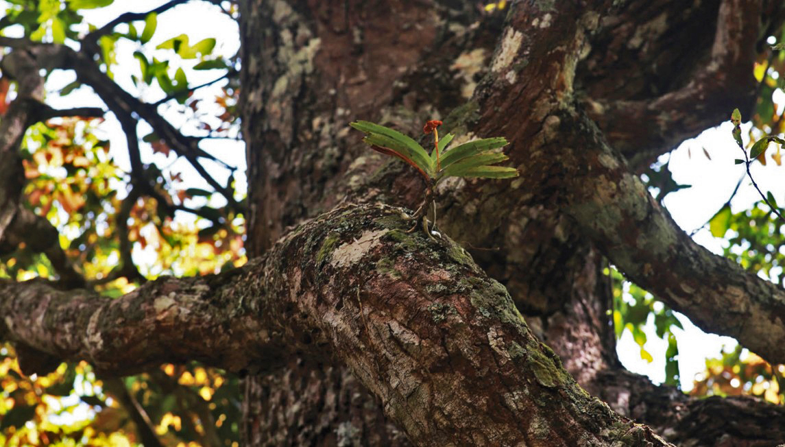 V. thwaitesii in its natural habitat in the Knuckles Range.