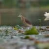An Indian pond heron or paddybird (Ardeola grayii) in a pond in Nepal.