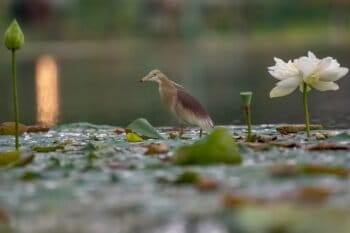 An Indian pond heron or paddybird (Ardeola grayii) in a pond in Nepal.