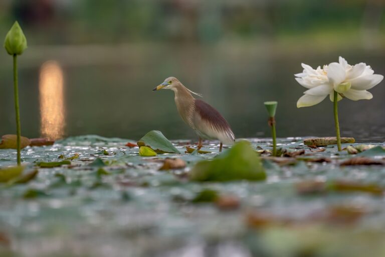 An Indian pond heron or paddybird (Ardeola grayii) in a pond in Nepal.