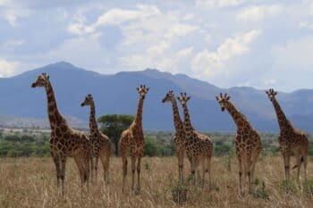 Giraffes in Uganda’s Kidepo Valley National Park. Image courtesy of Michael Brown.