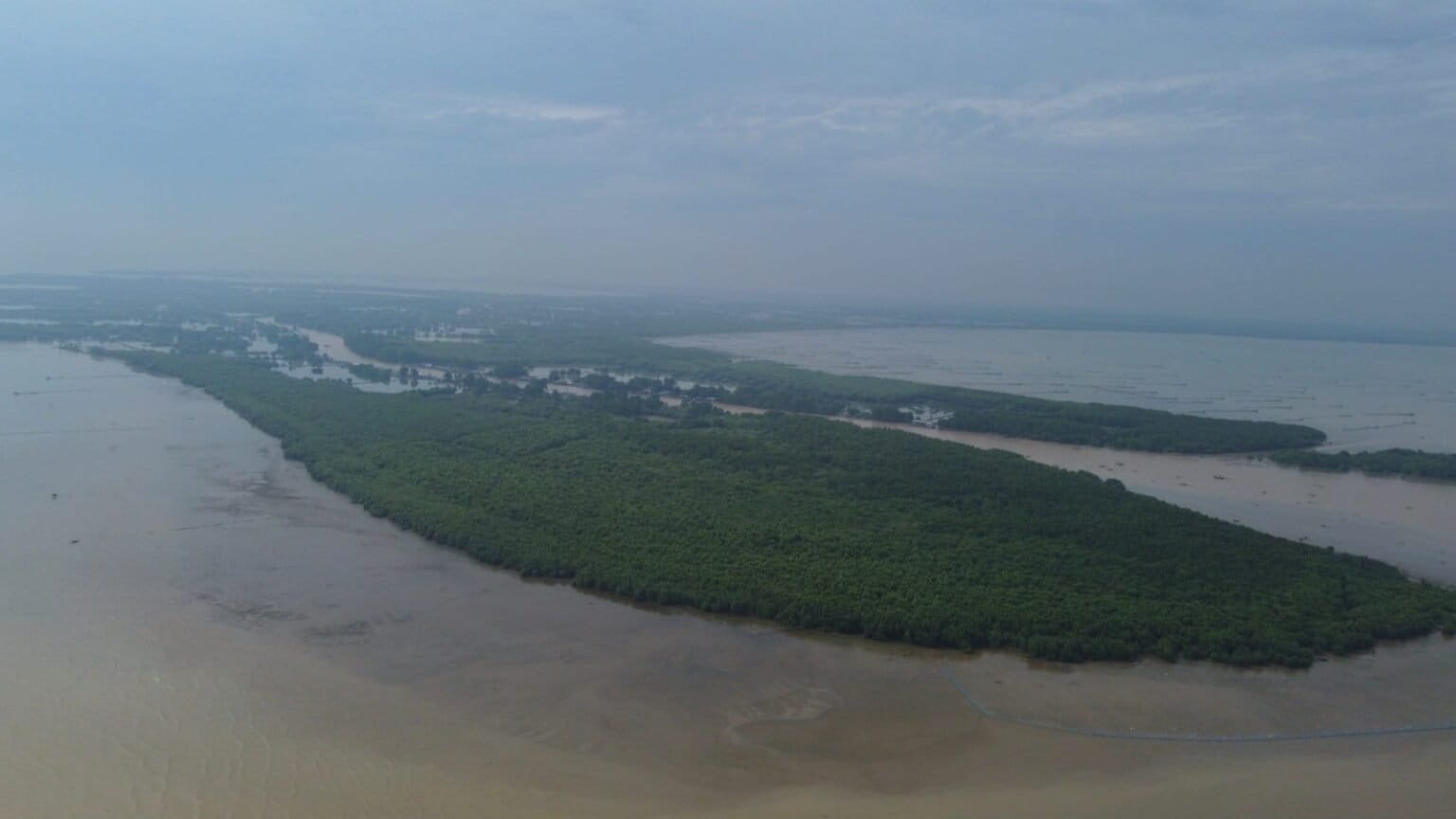 Mangrove forests in the Pantura area of West Java remain. Will this natural barrier disappear with the National Strategic Project (PSN) to revitalize these ponds?