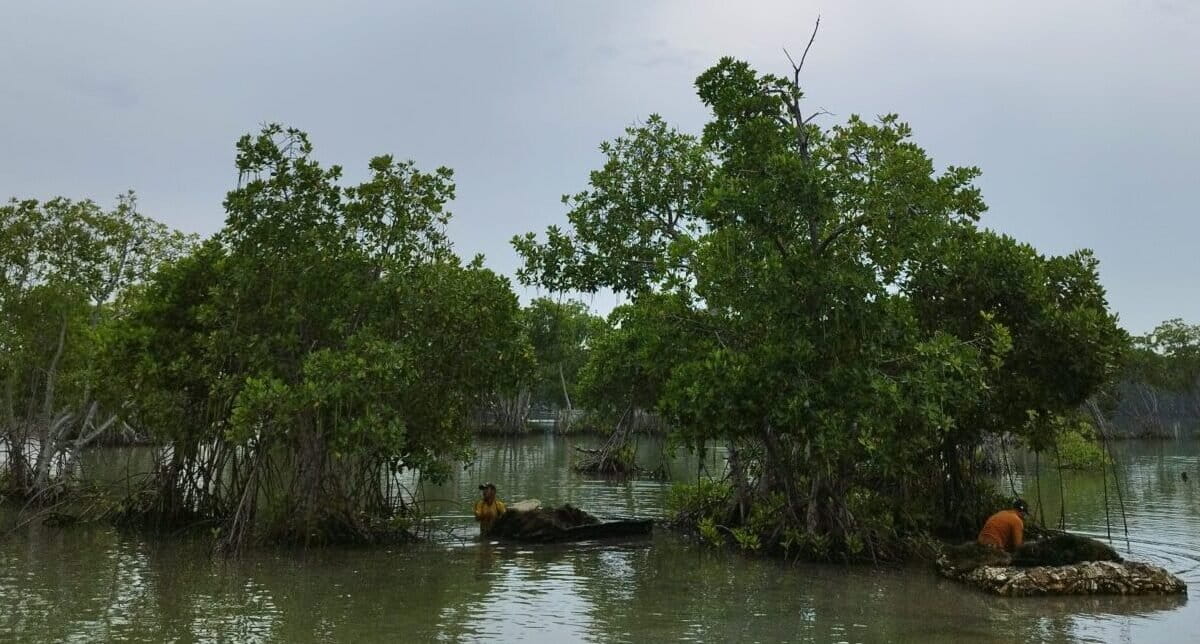 Indonesia’s fish farm expansion to absorb D.C.-sized swath of protected forests