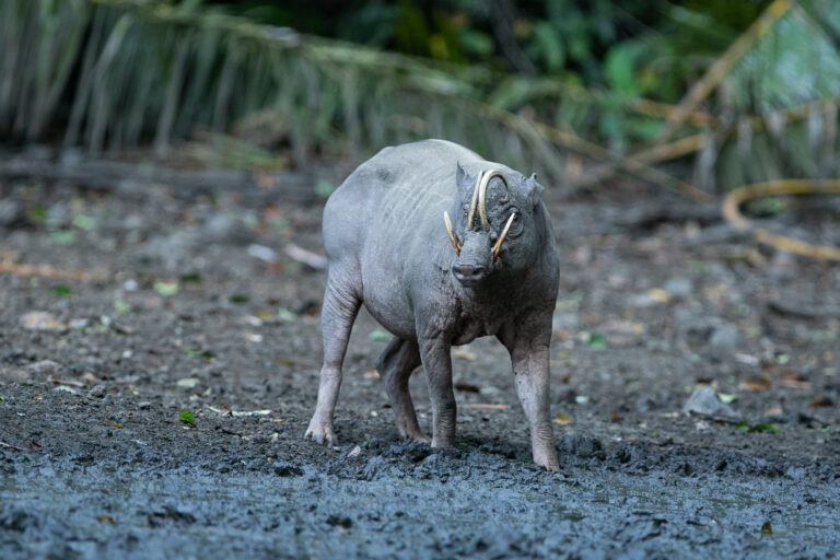 Babirusa