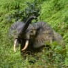 Critically endangered African forest elephants act as seed dispersers in the rainforest, taking the seeds far, far away from the mother plants.