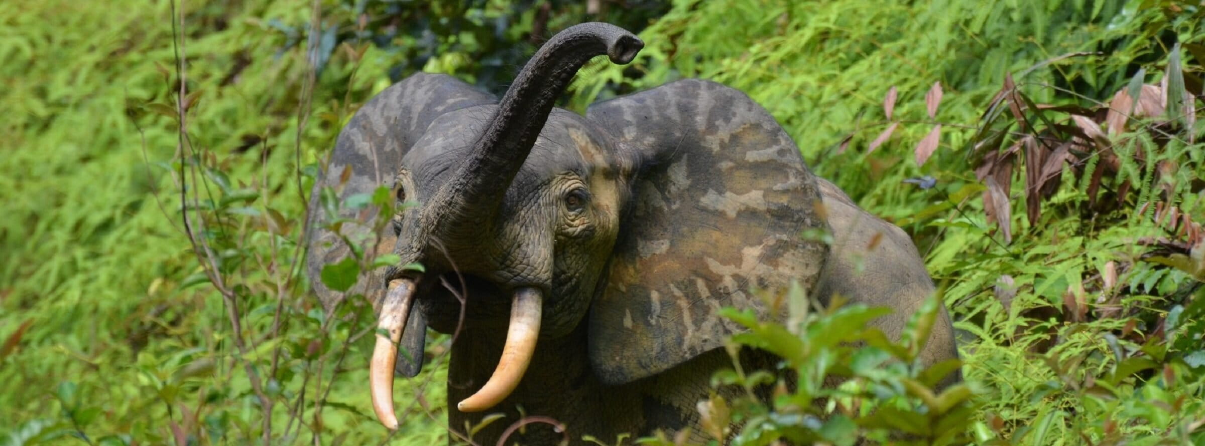 Critically endangered African forest elephants act as seed dispersers in the rainforest, taking the seeds far, far away from the mother plants.