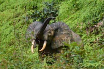 Critically endangered African forest elephants act as seed dispersers in the rainforest, taking the seeds far, far away from the mother plants.