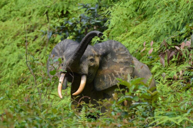 Critically endangered African forest elephants act as seed dispersers in the rainforest, taking the seeds far, far away from the mother plants.