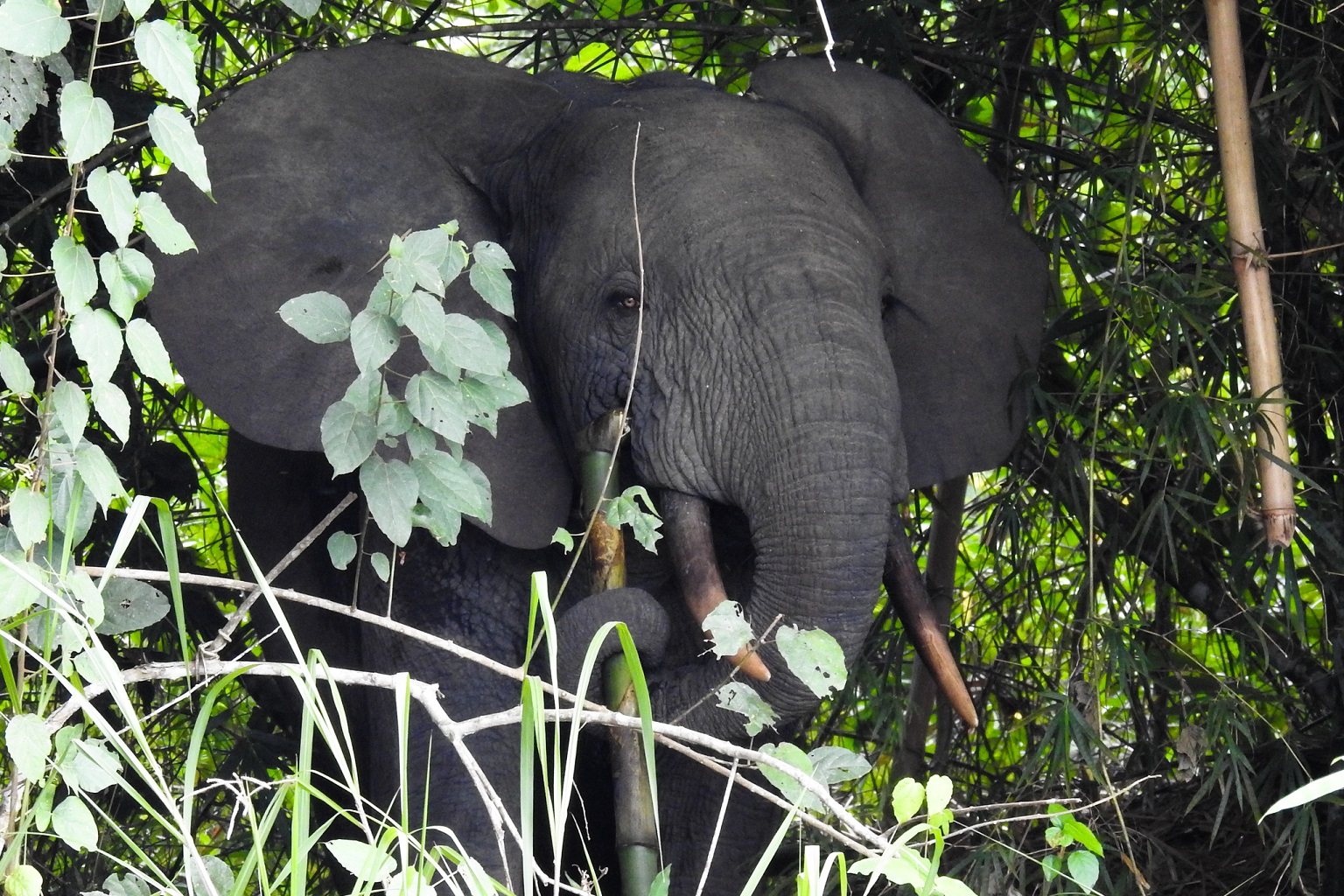 African forest elephants are called 'gardeners of the rainforests' because they restructure the tree composition by feeding selectively on fast-growing trees that have low wood density.