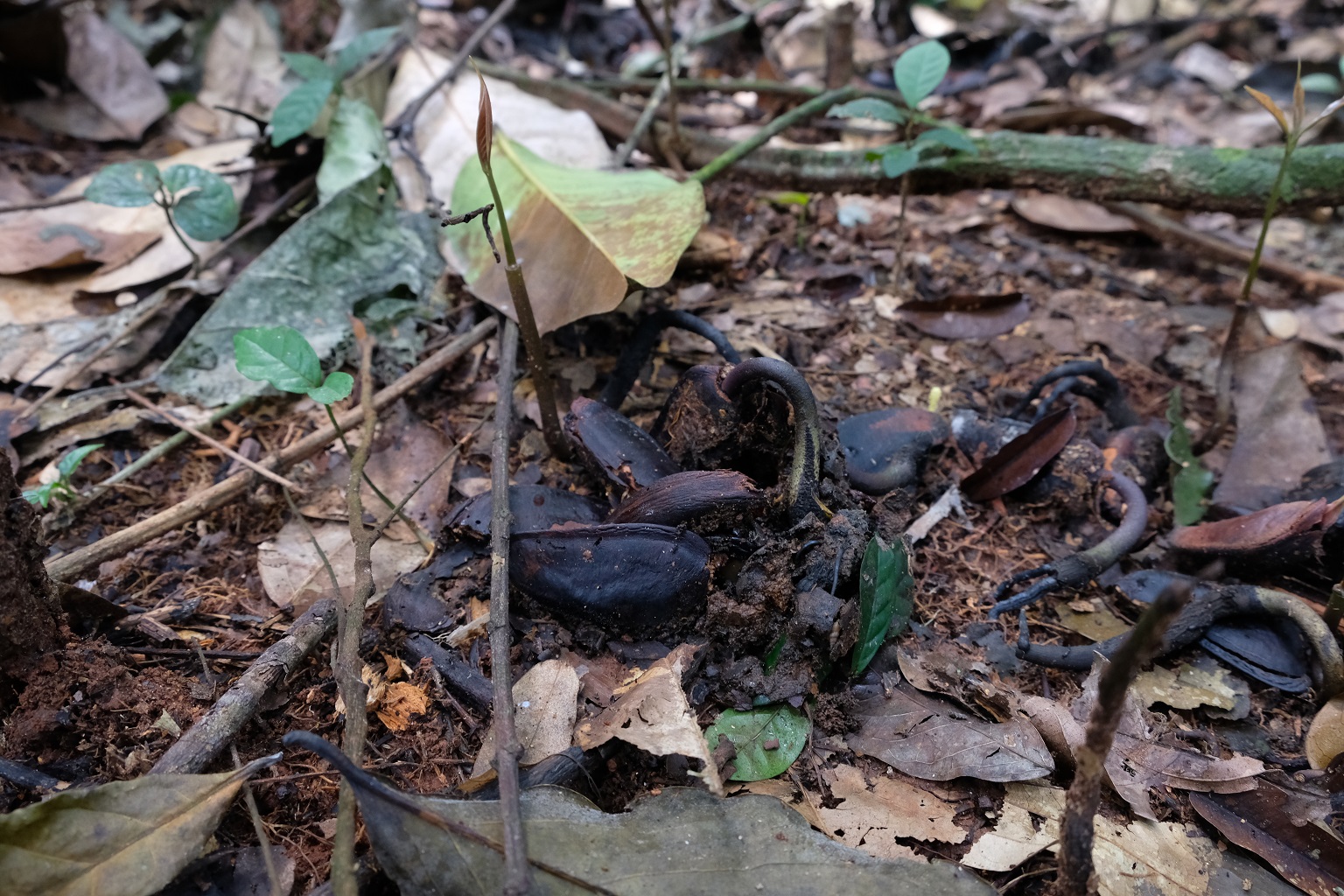 Where elephants do not eat ebony fruits, they build up and rot beneath the mother tree, and rarely germinate in the decaying pulp as seen here outside Dja Faunal Reserve, Cameroon.