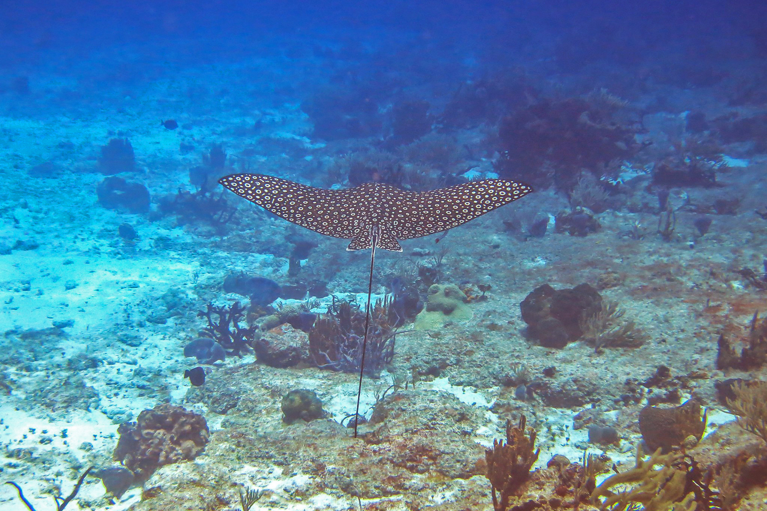 A whitespotted eagle ray in Cozumel.