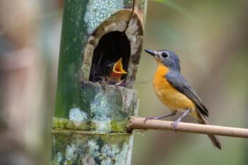 Image courtesy of Burung Indonesia/Jihad.
