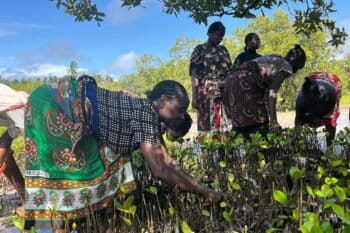 Women planting mangroves in Uyombo.