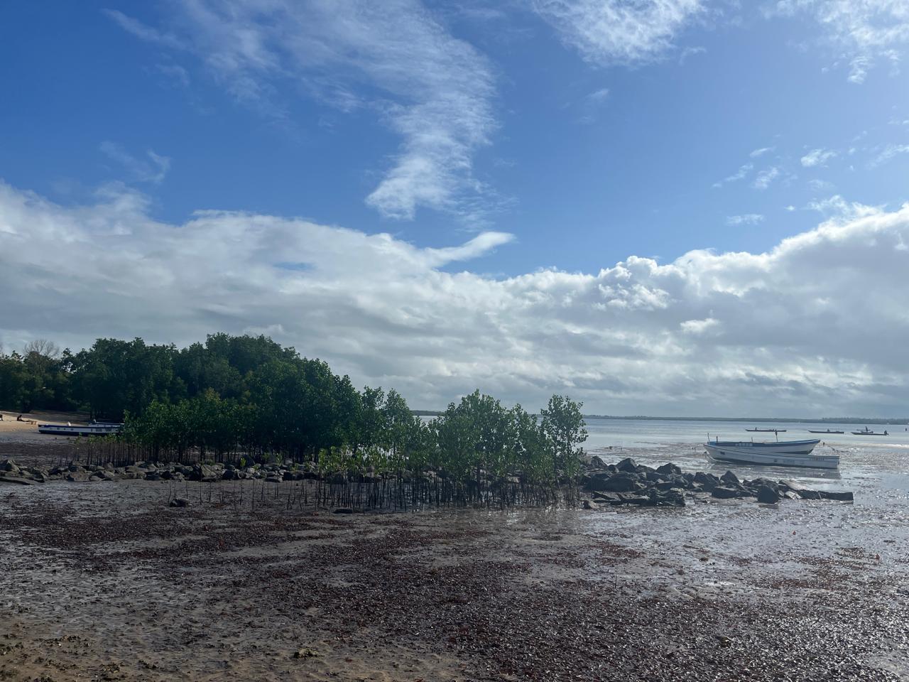 Mangroves near the shoreline of Uyombo.