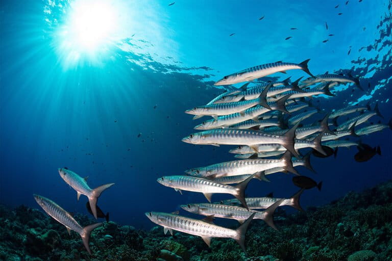 A school of barracuda in the Solomon Islands, a small island developing state in the Pacific Ocean.