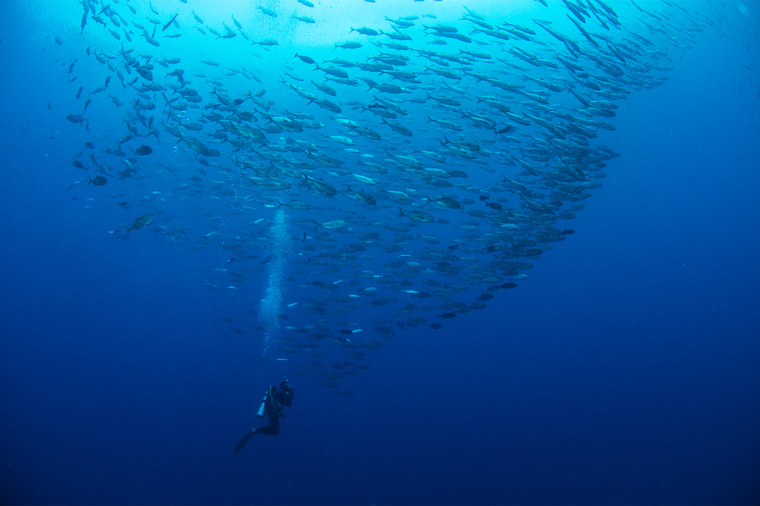 Climate change is driving fish stocks from countries’ waters to the high seas: Study – Mongabay
