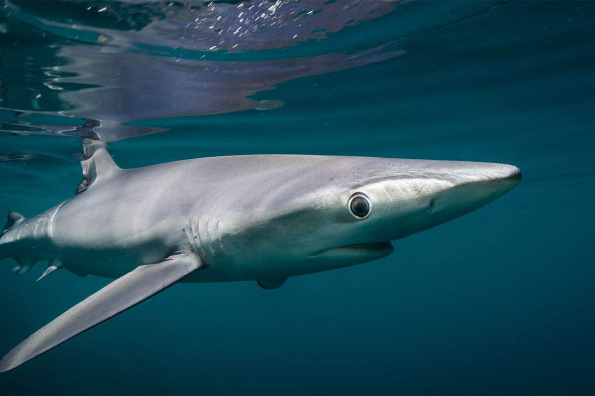 Mongabay shark investigation cited in motion to ban Brazil fin exports
