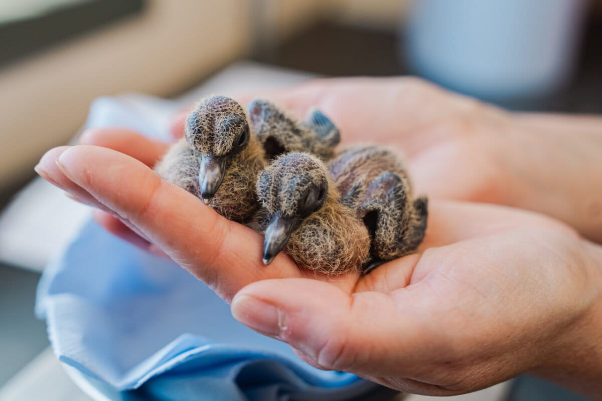 Newly hatched Socorro dove chicks bring hope to species extinct in the wild