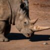 A rhino in South Africa.