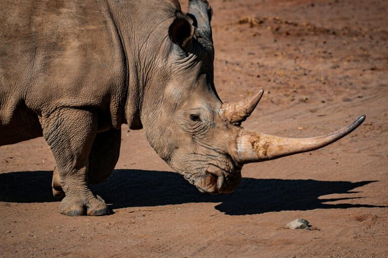 A rhino in South Africa.