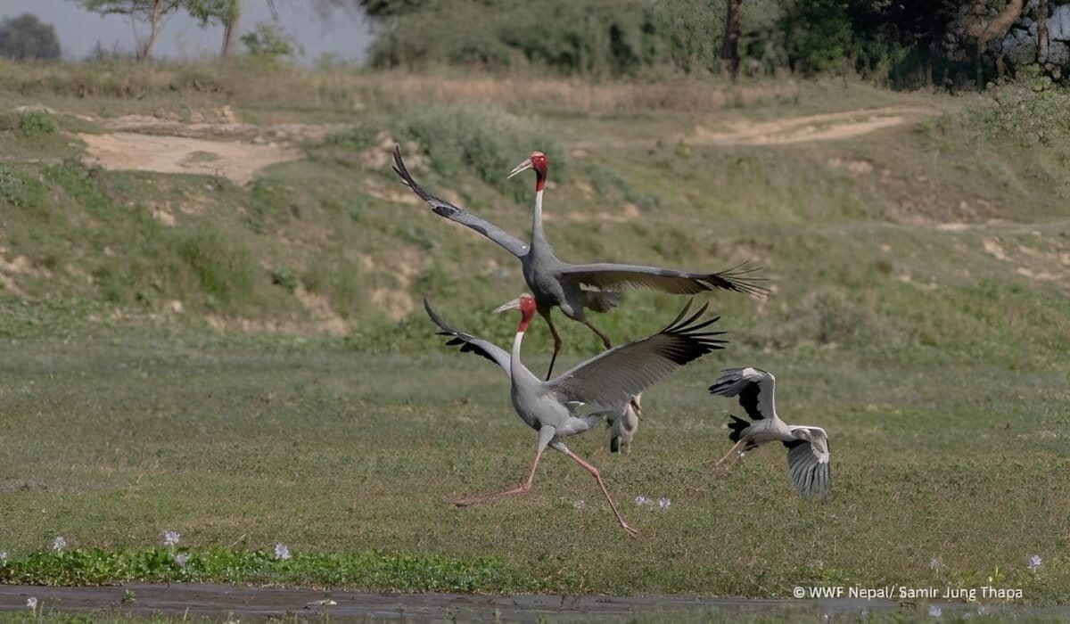 Nepal’s Supreme Court ordered all polluting industries within 15 km of Lumbini,  famed birthplace of the Buddha, to close or relocate within two years, preserving Buddhist heritage and Nepal’s largest population of sarus cranes, a threatened species with cultural and ecological value.
