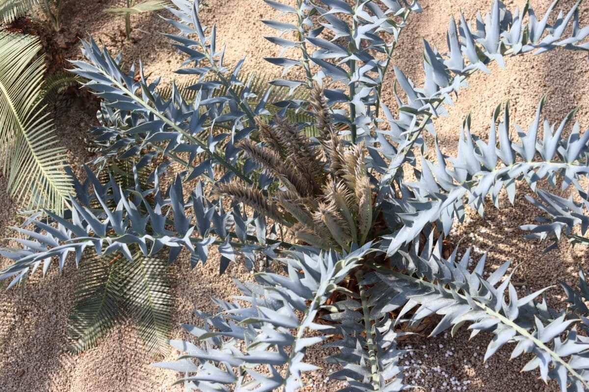 Scientists decode the unusual silver-blue color of an ancient South African plant