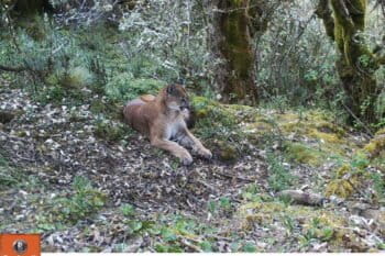 A puma in the highlands of the Antisana páramos. Image courtesy of Andean Condor Foundation.