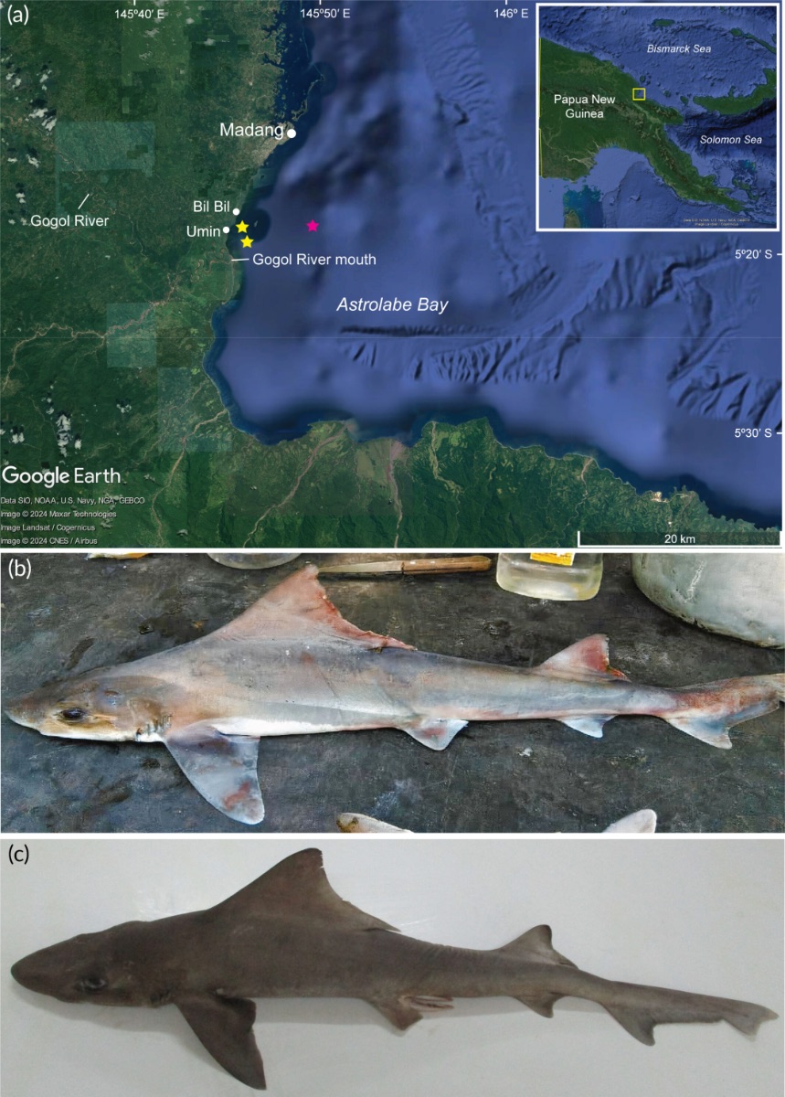 Top: Map showing Astrolabe Bay area, with yellow stars marking where fishers recently caught Gogolia filewoodi specimens, and pink denoting where the initial specimen was collected in 1970. Bottom: Adult female and male specimens of recently caught G. filewoodi. Image courtesy of Sagumai et al., 2025 (CC BY 4.0).