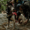 Tracking dog