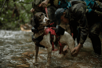 Tracking dog