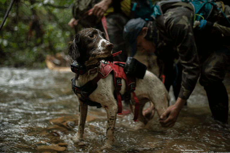 Tracking dog