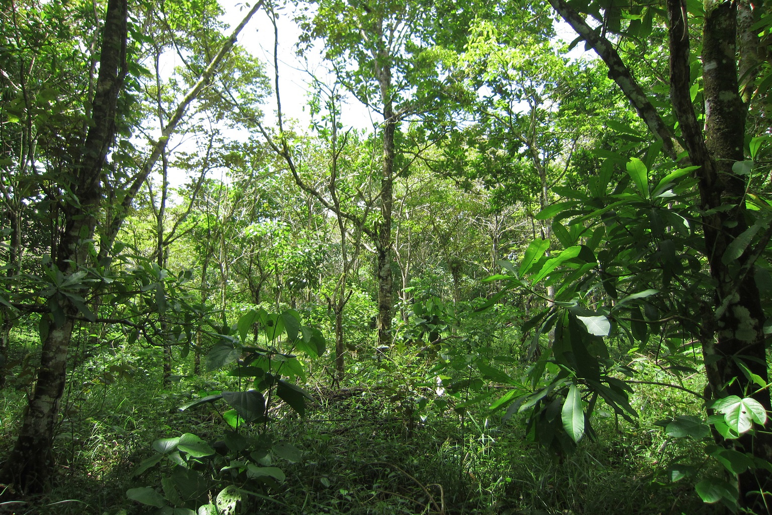 A plot with five tree species in the Sardinilla experiment.