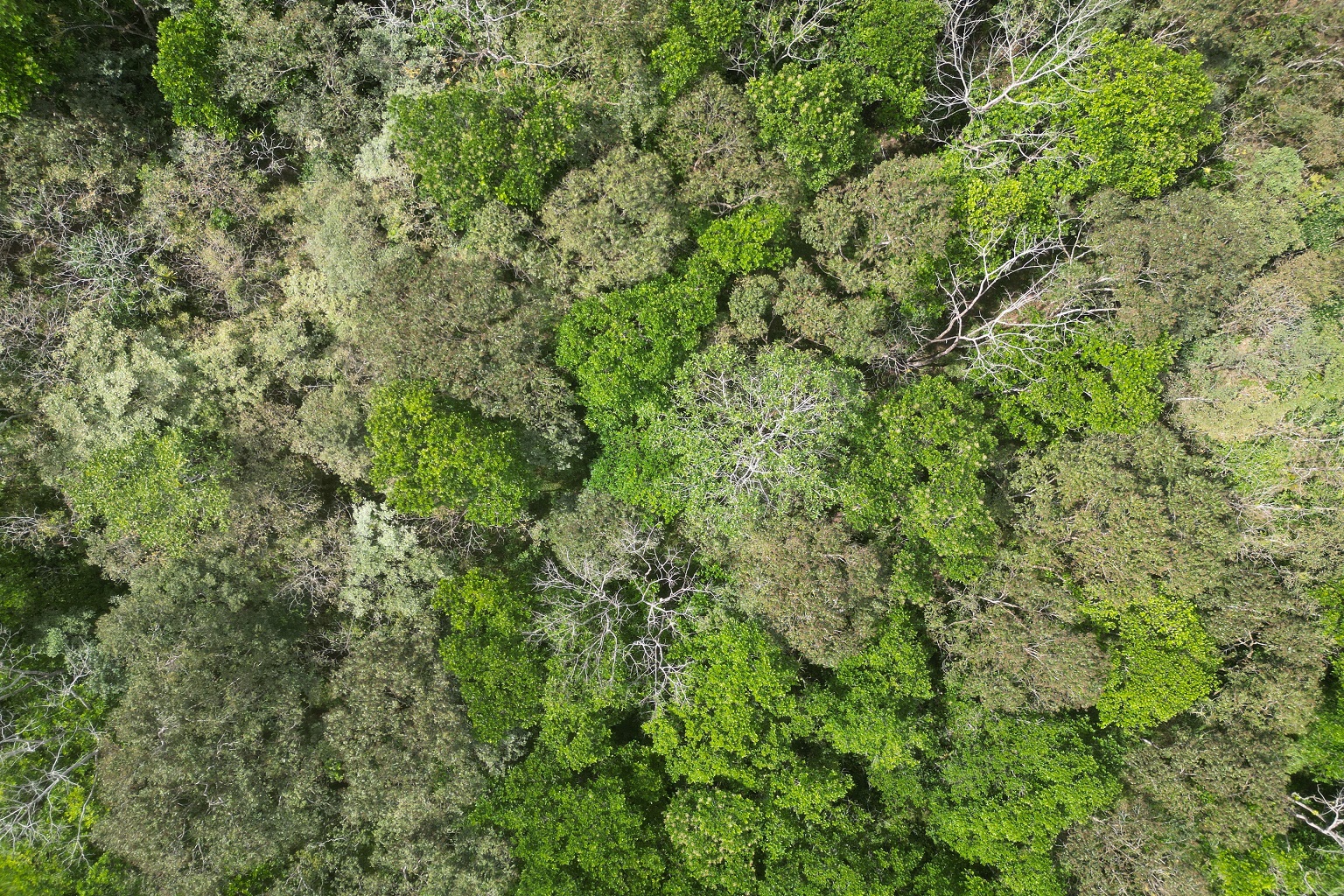Drone view of tree species diversity in the Sardinilla experiment.